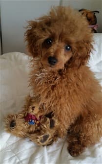 cute-toy-poodle-apricot